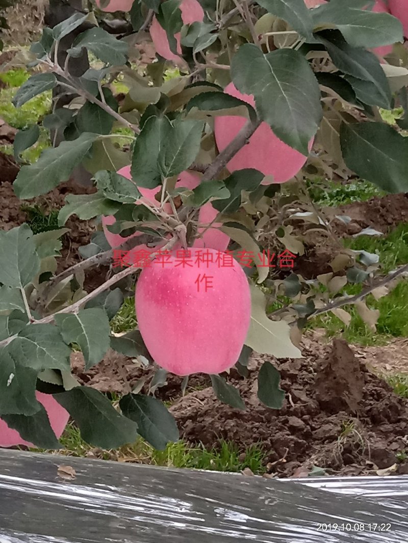 聚鑫苹果种植专业合作社，红富士，花牛苹果