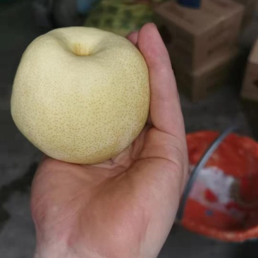 酥梨