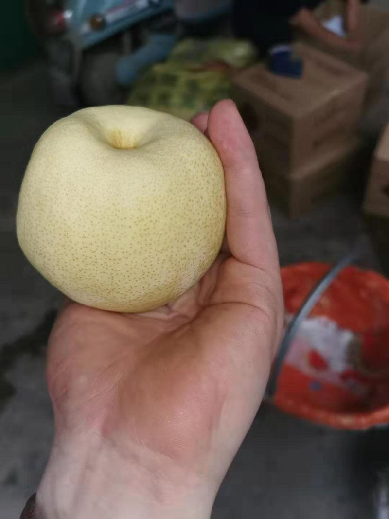 酥梨
