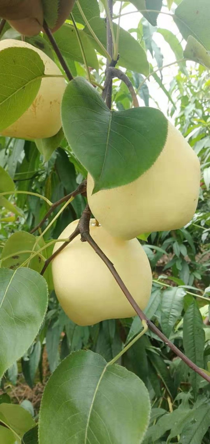 酥梨
