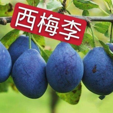 法兰西西梅李子苗品种纯正，包成活包结果提供种植技术