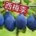 法兰西西梅李子苗品种纯正，包成活包结果提供种植技术