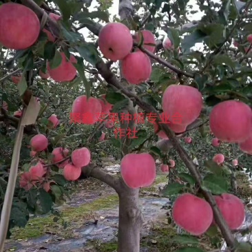 高山富士套袋苹果，，，，，，