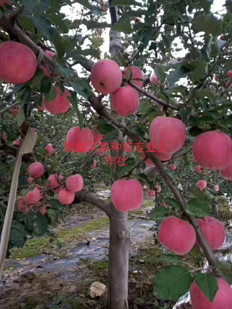 高山富士套袋苹果，，，，，，