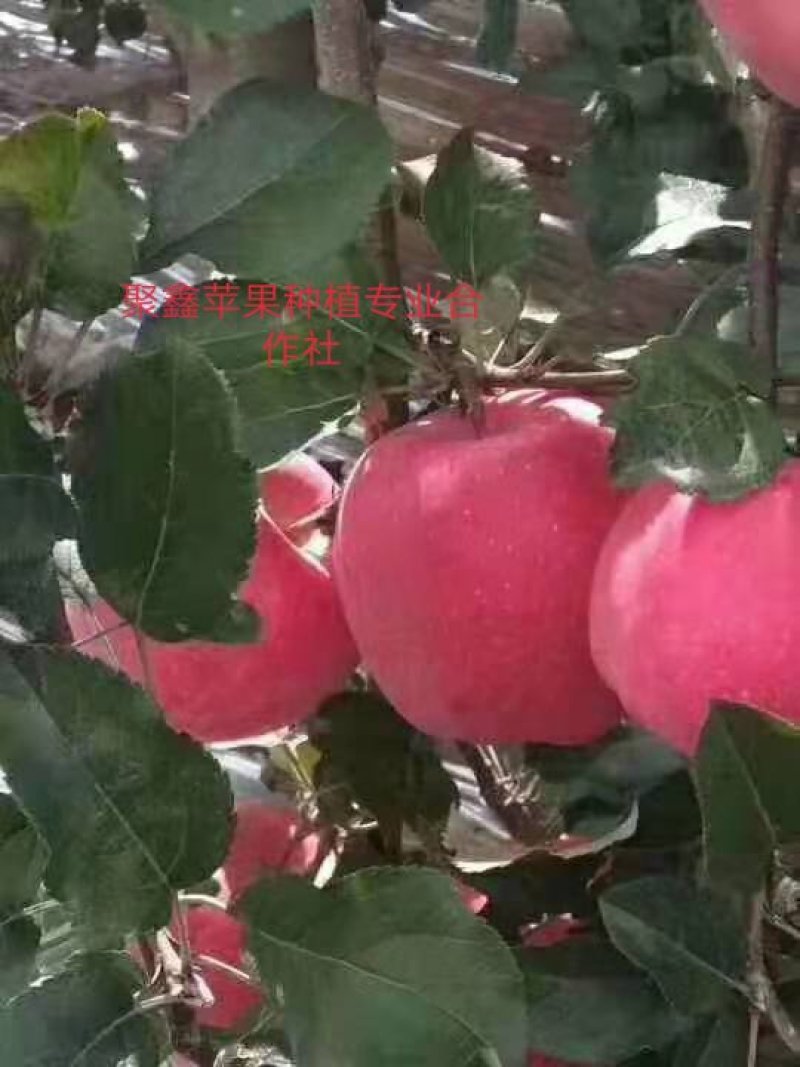 高山富士套袋苹果，，，，，，