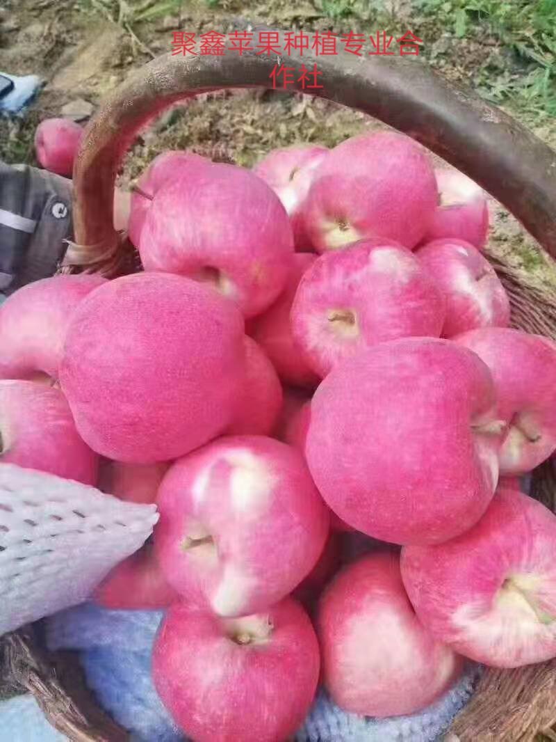 高山富士套袋苹果，，，，，，