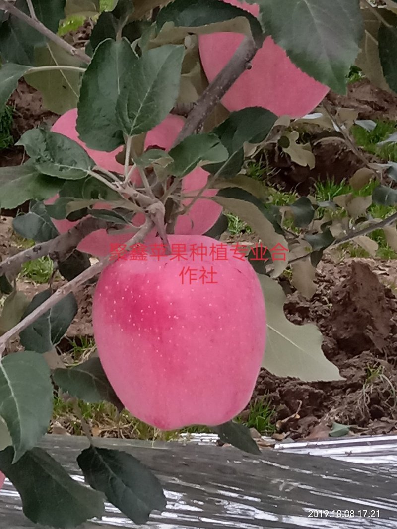 高山富士套袋苹果，，，，，，