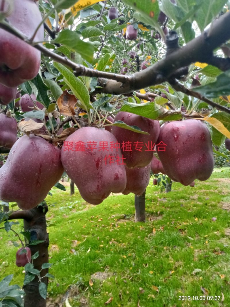 高山富士套袋苹果，，，，，，