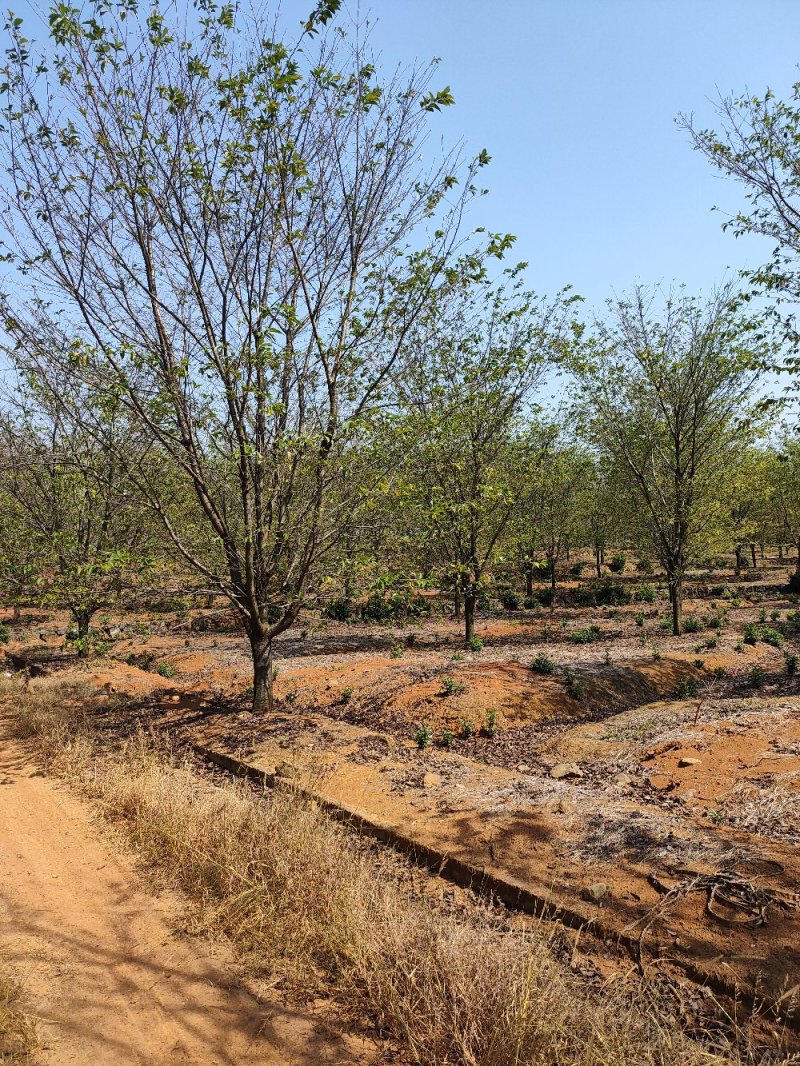 染井吉野樱花3-30公分