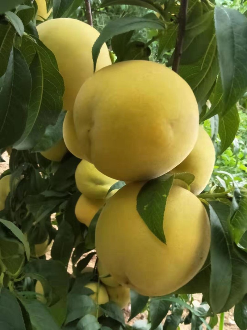 大黄桃桃树苗芒果味，质量保证全国包邮，基地直销。
