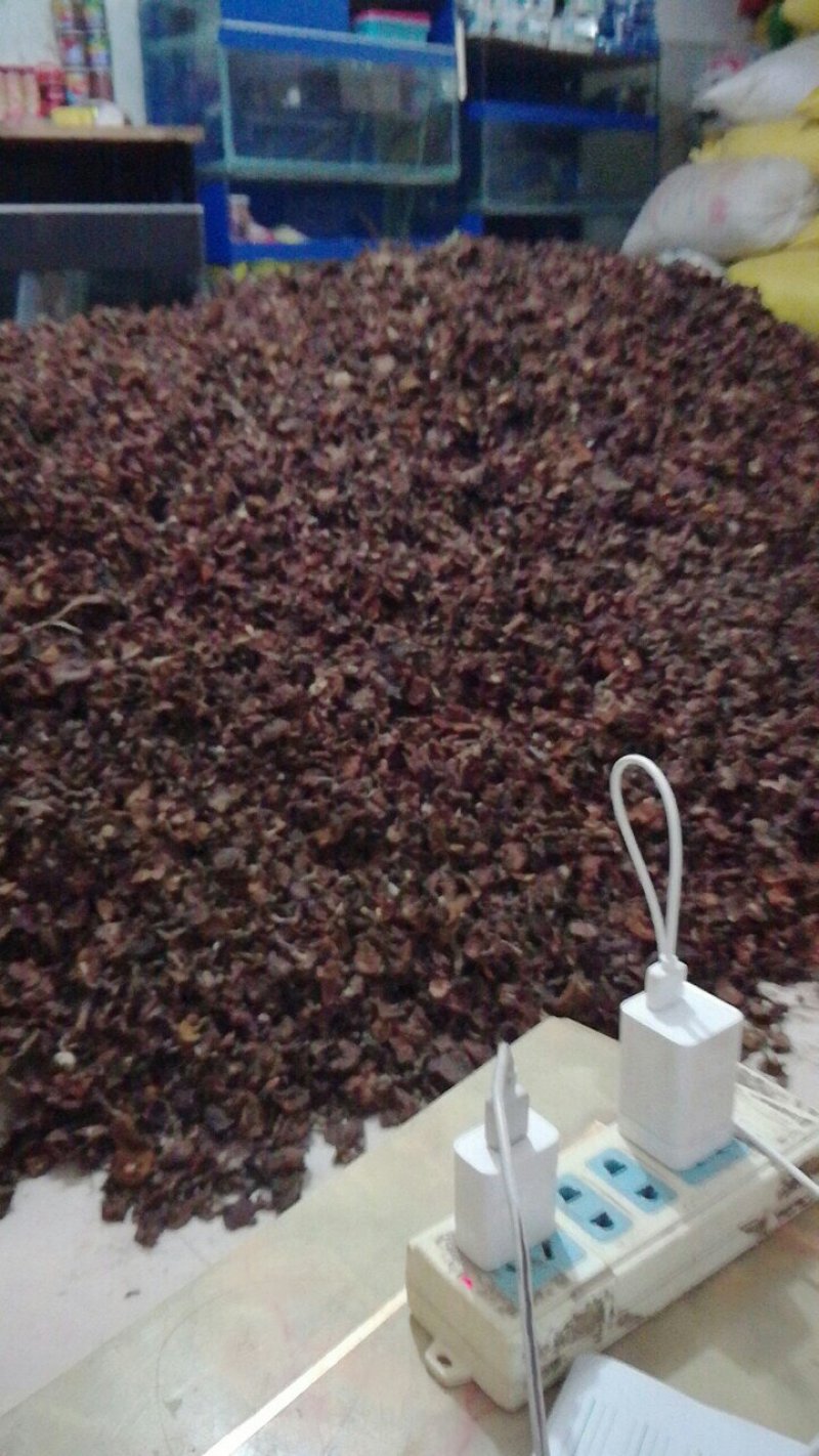 食用菌