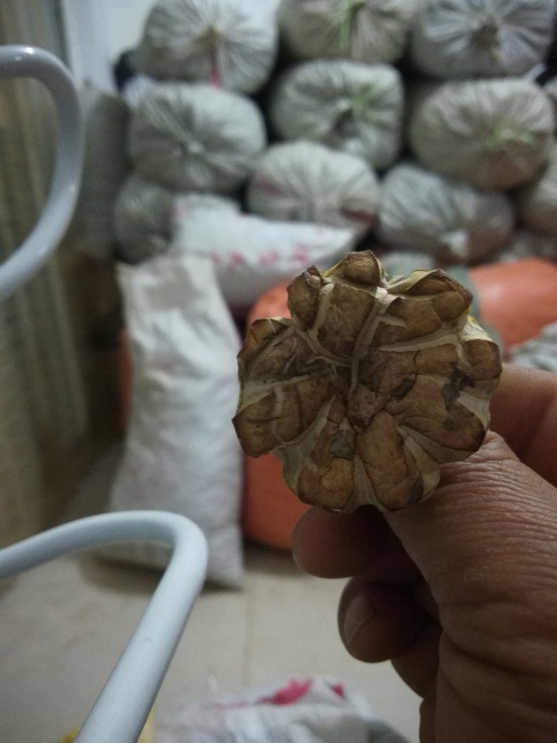 食用菌