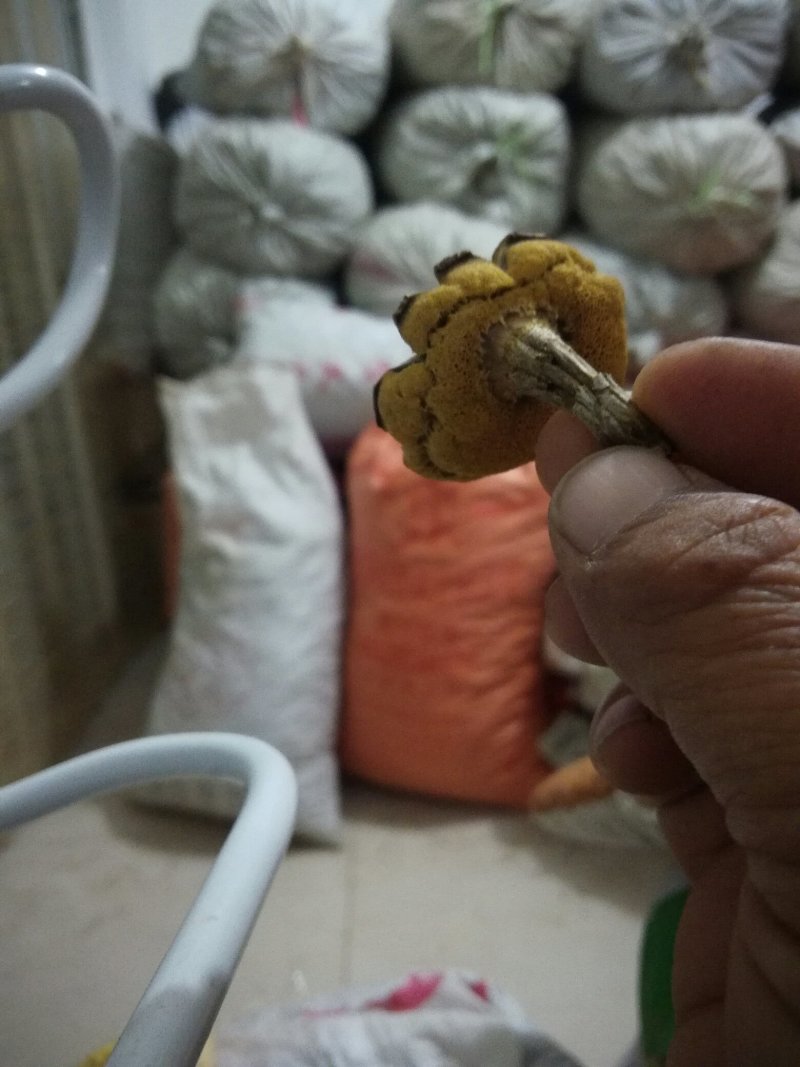 食用菌