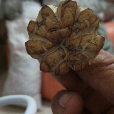 食用菌