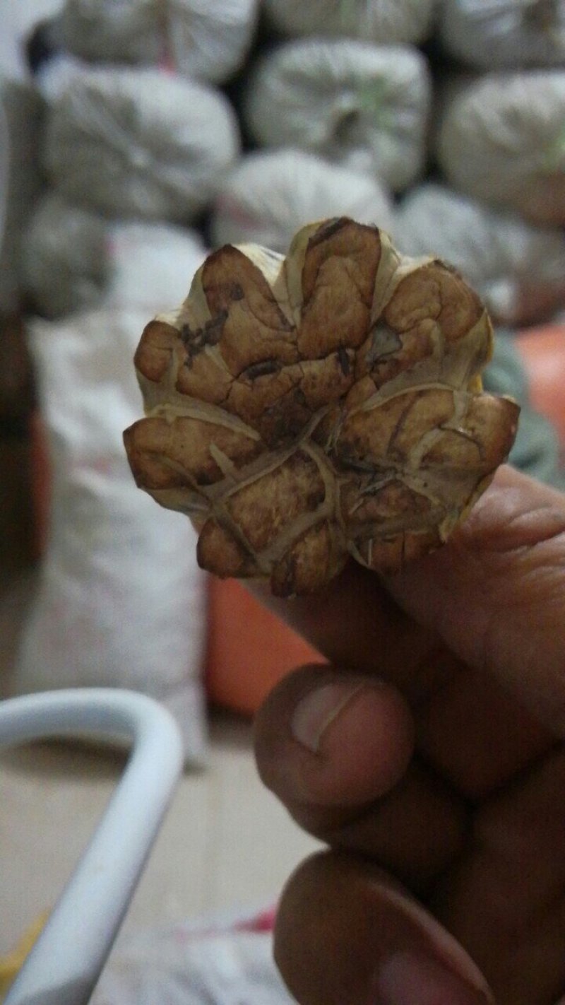 食用菌