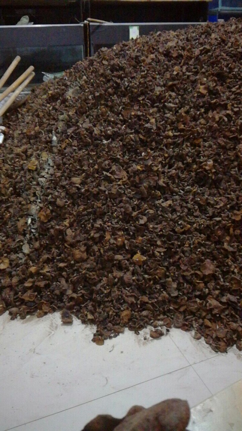 食用菌