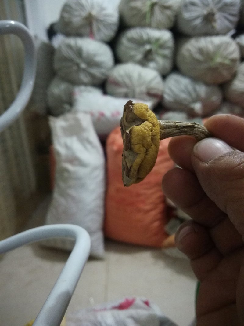 食用菌