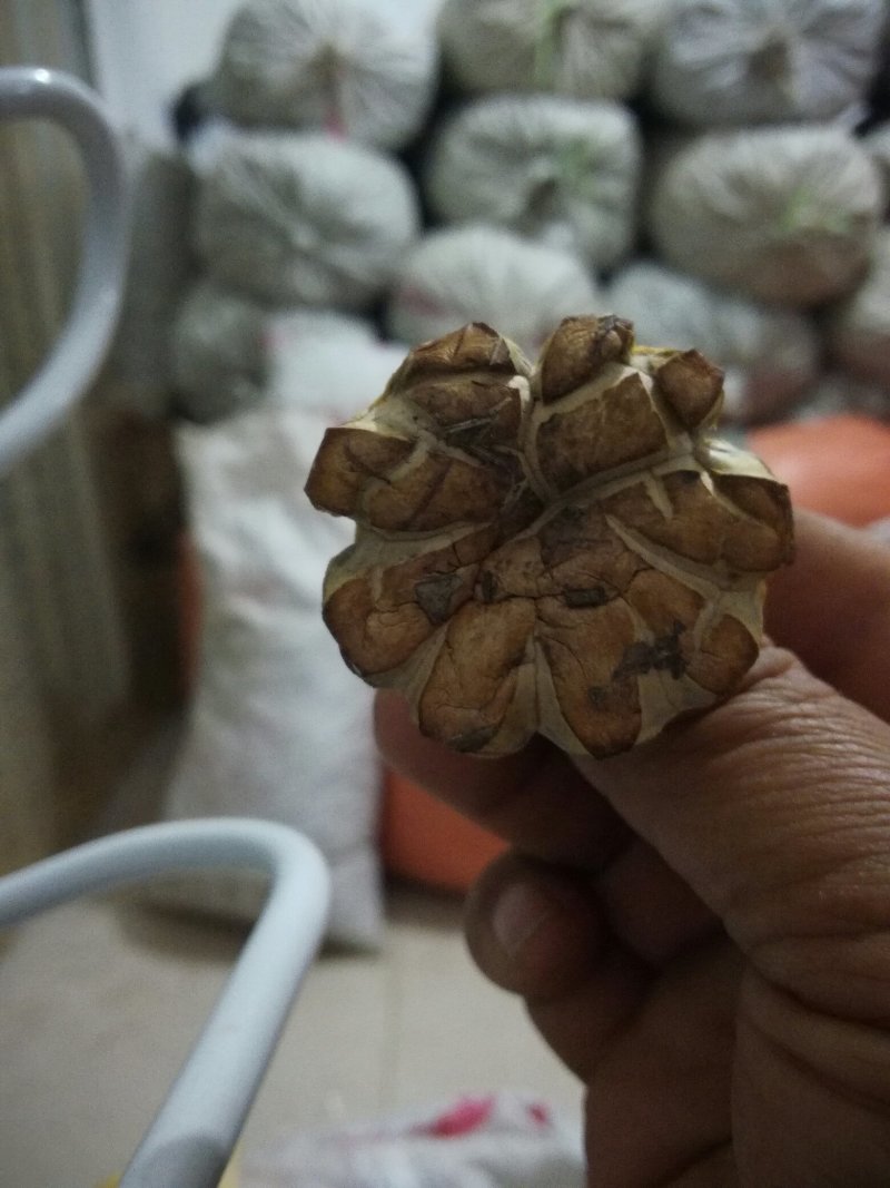 食用菌