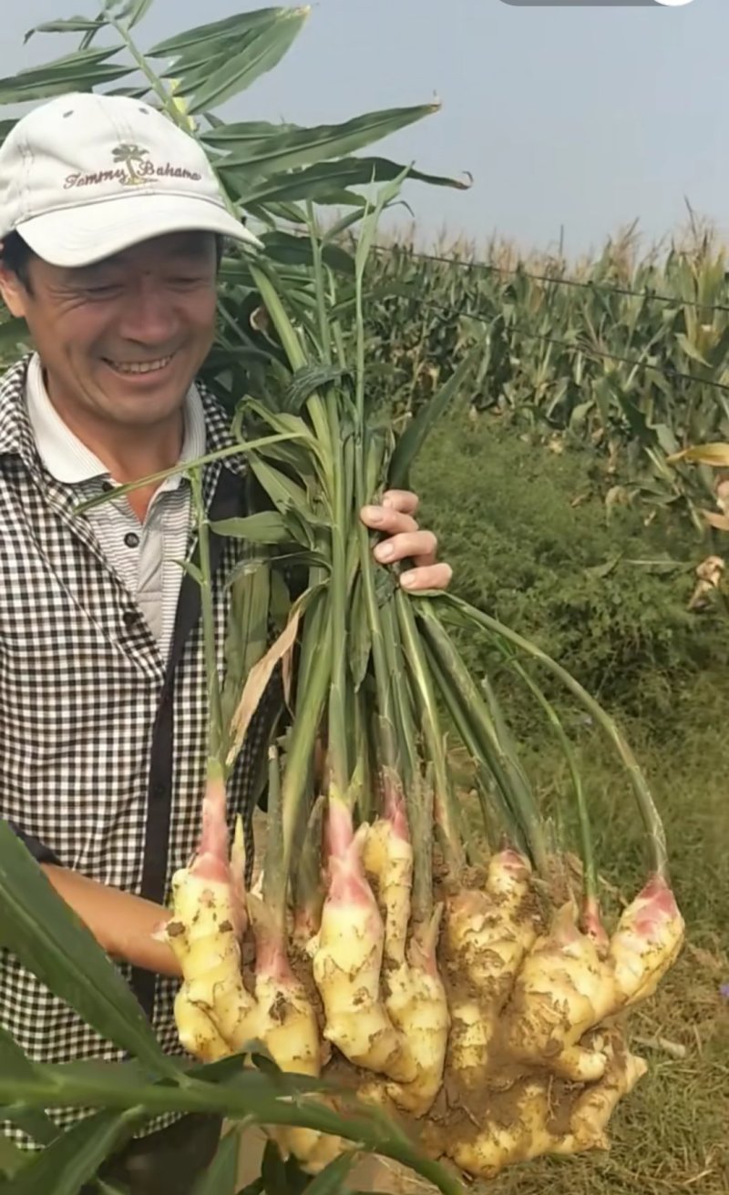 生姜批发✔产地直供✔品种齐全✔货源充足✔全国发货