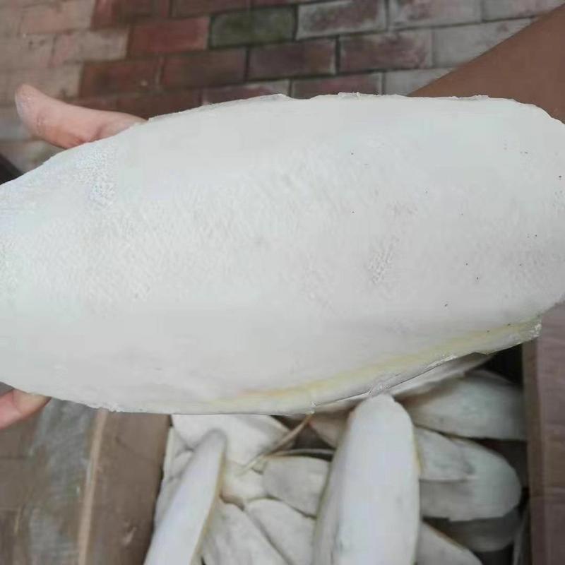 大个海螵蛸乌贼骨墨鱼骨药用美白牙齿磨粉宠物补钙