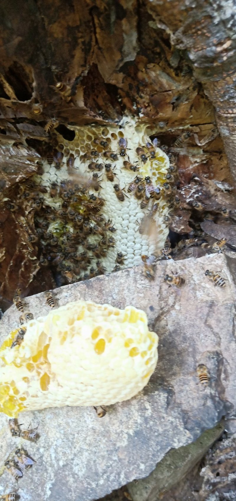 贵州大山里的纯野生蜂蜜