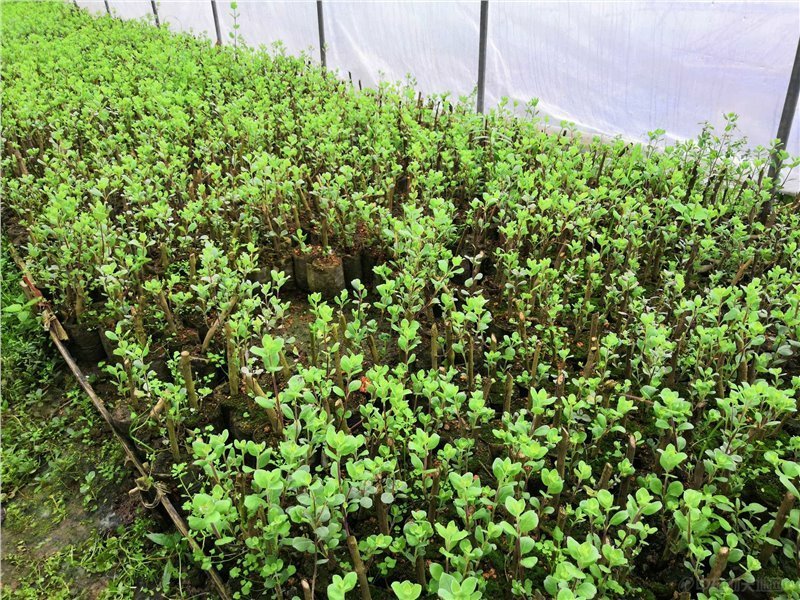 【基地直采】★单叶蔓荆子苗★规格50--80★包成活