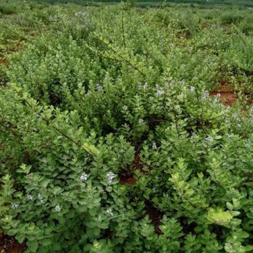 【基地直采】★单叶蔓荆子苗★规格50--80★包成活