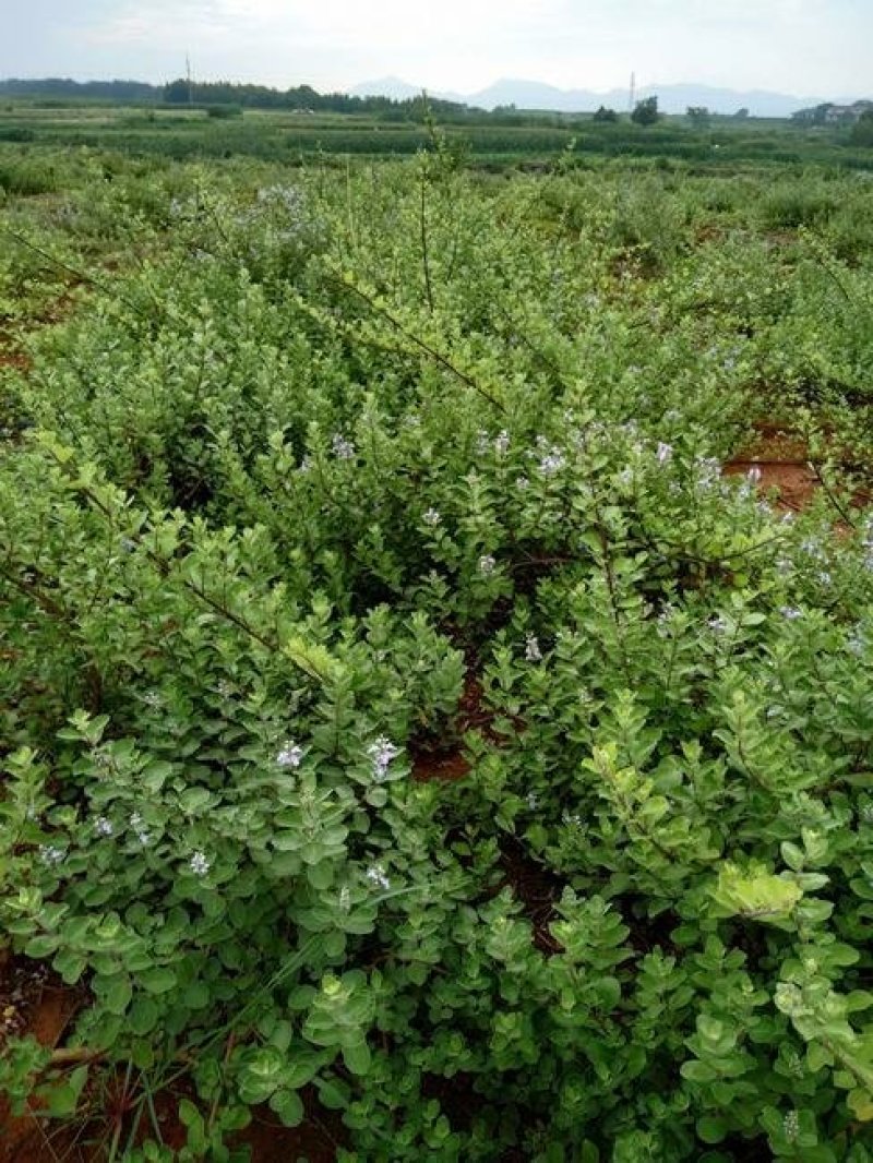 【基地直采】★单叶蔓荆子苗★规格50--80★包成活