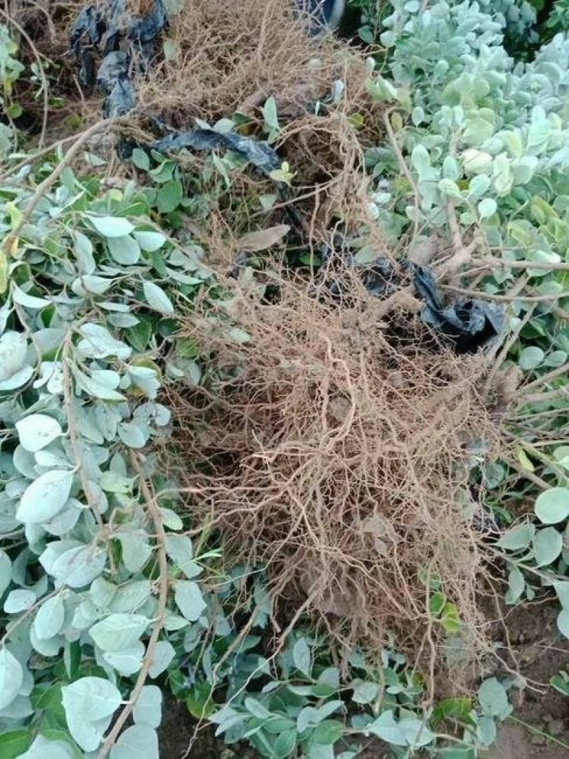 【基地直采】★单叶蔓荆子苗★规格50--80★包成活