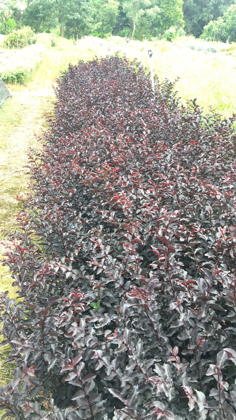 紫叶紫薇