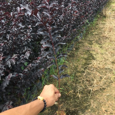 紫叶紫薇