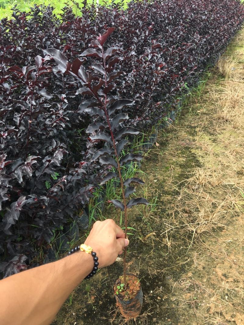紫叶紫薇