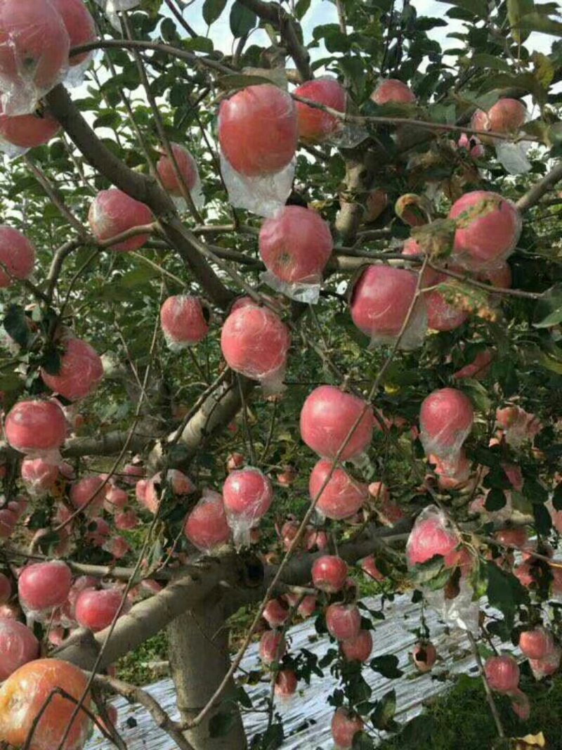 优质纸加膜红富士苹果供应，纸加膜红富士苹果价格