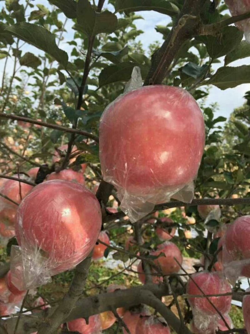优质纸加膜红富士苹果供应，纸加膜红富士苹果价格