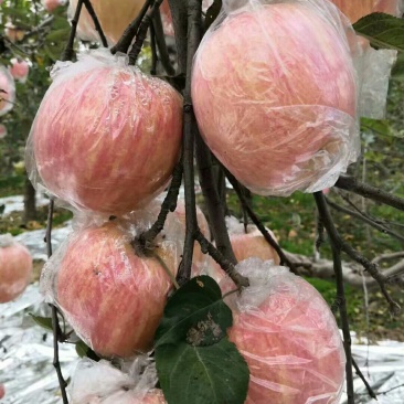 优质纸加膜红富士苹果供应，纸加膜红富士苹果价格