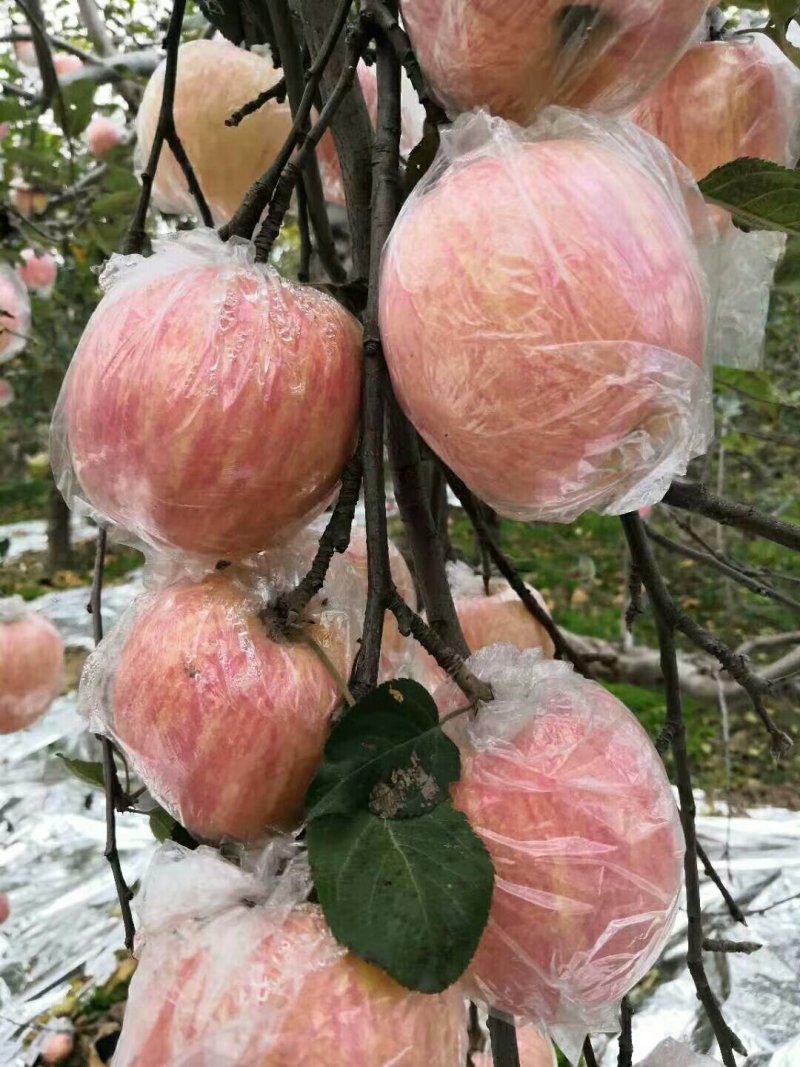优质纸加膜红富士苹果供应，纸加膜红富士苹果价格