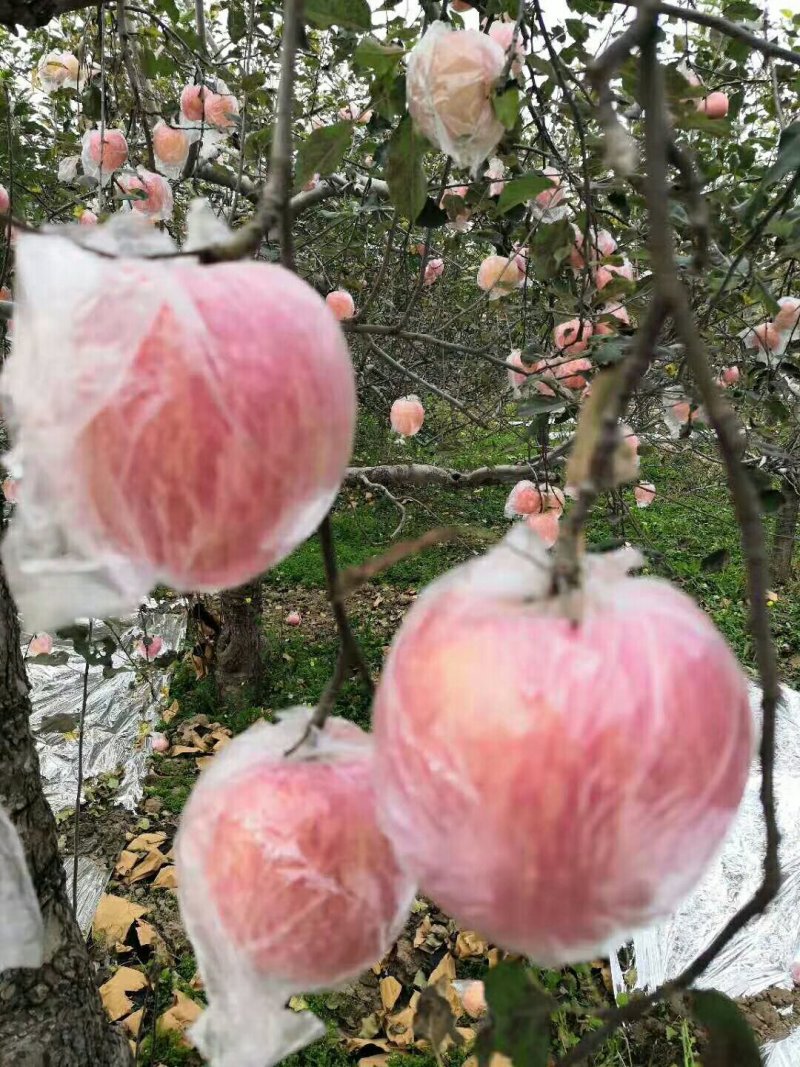 优质纸加膜红富士苹果供应，纸加膜红富士苹果价格