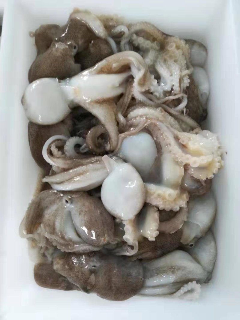 鲜活冷冻的迷你小八爪，一小板一斤左右