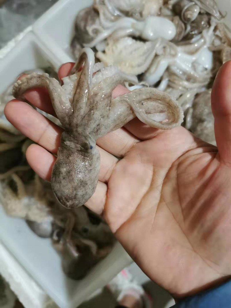 鲜活冷冻的迷你小八爪，一小板一斤左右