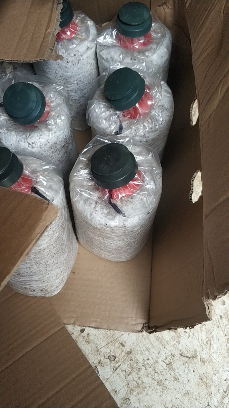 出口级品质!可预订，可量身定制，200万棒级实力供应!
