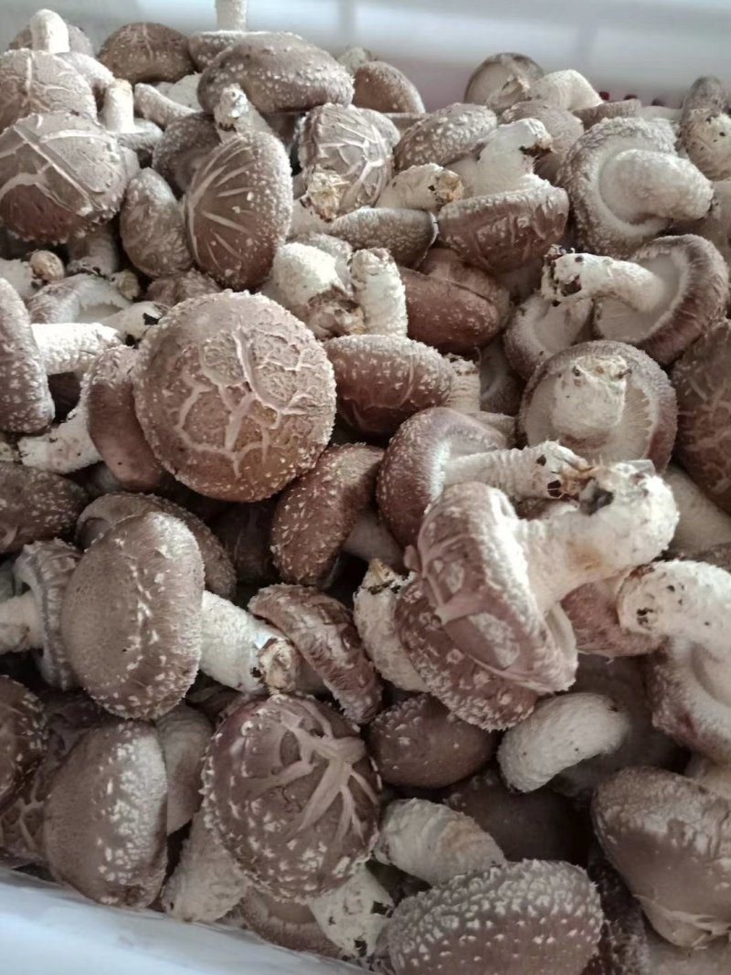出口级品质!可预订，可量身定制，200万棒级实力供应!