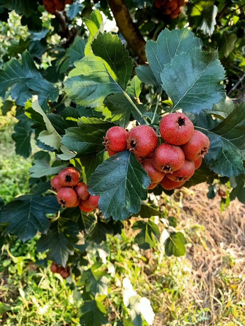 大金星山楂