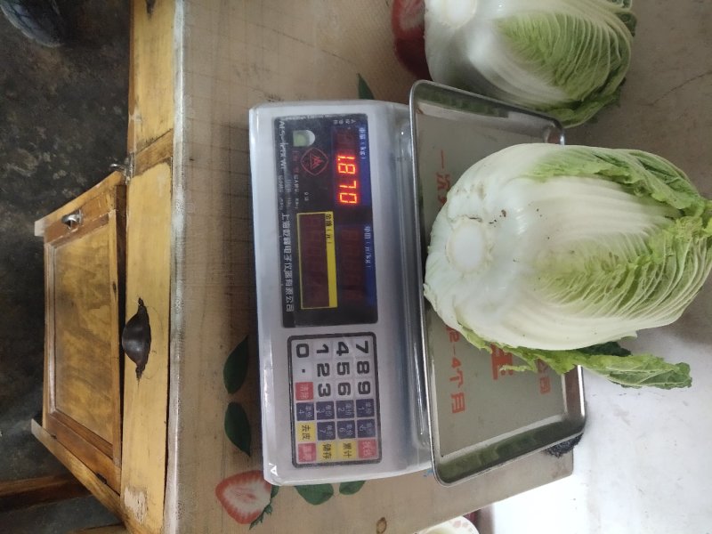 黄心白菜，形状和娃娃菜一样，就是比娃娃菜大一点