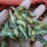 狗头鱼干笋壳鱼干沙沟鱼干棍子鱼干