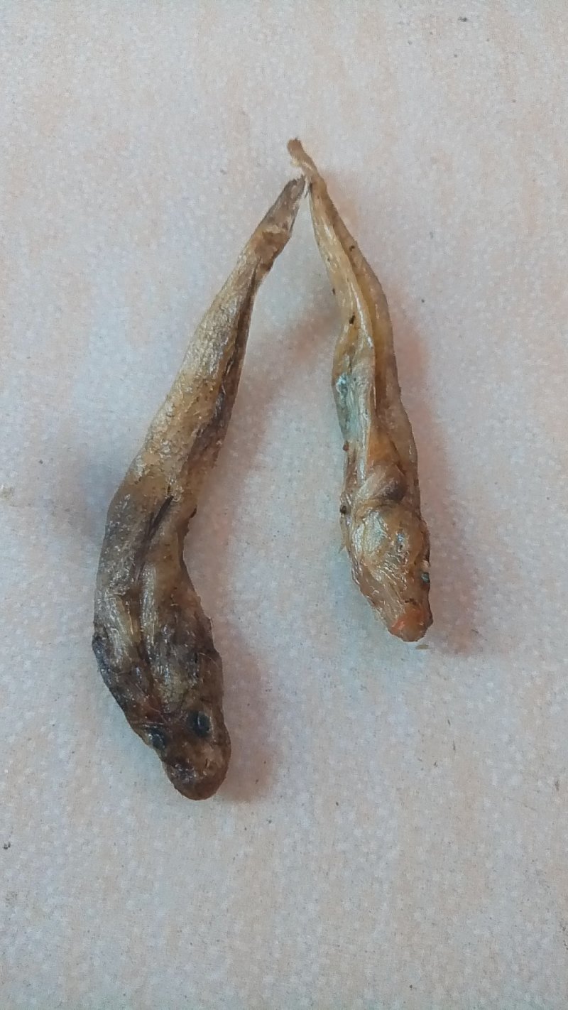 狗头鱼干笋壳鱼干沙沟鱼干棍子鱼干