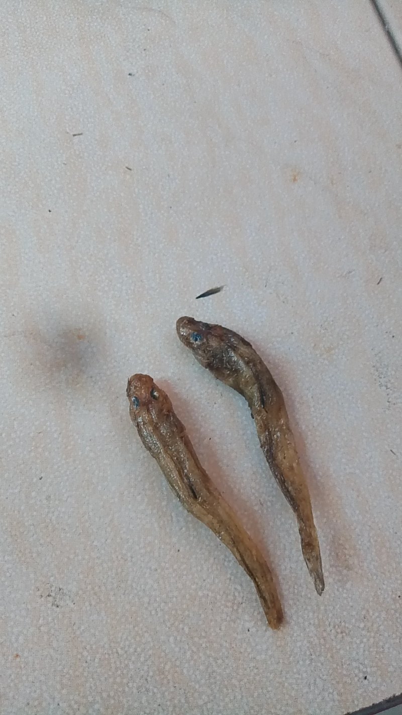 狗头鱼干笋壳鱼干沙沟鱼干棍子鱼干