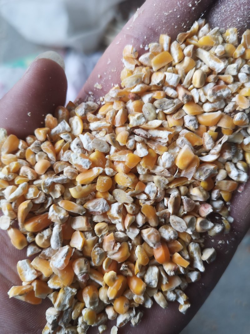 好玉米打碎，一级粉碎玉米