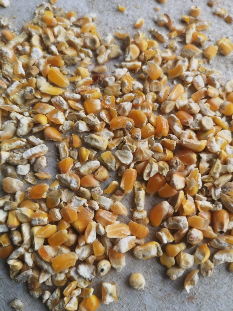 好玉米打碎，一级粉碎玉米