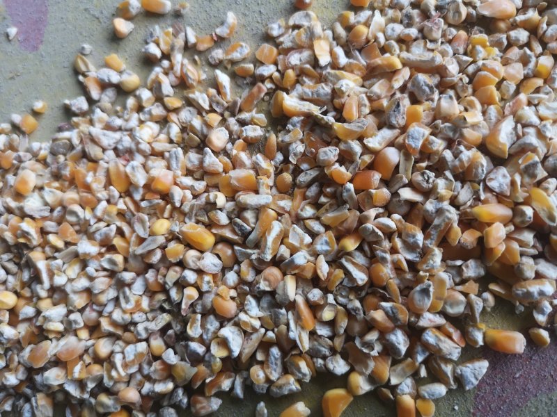 好玉米打碎，一级粉碎玉米
