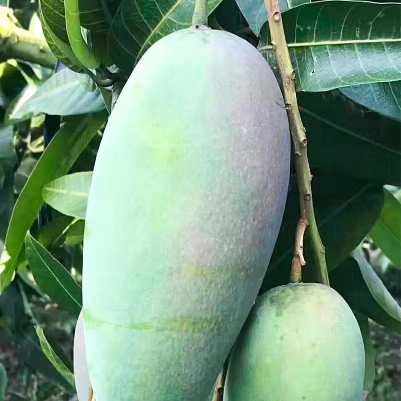 越南大青芒新鲜水果应季孕妇水果